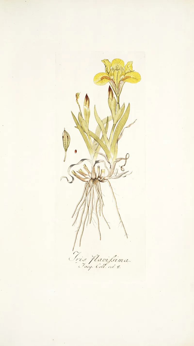 Iris Flavissima Wall Art by Nikolaus Joseph Freiherr von Jacquin - High-Resolution Digital Print