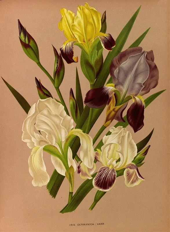 Iris Germanica Varr Wall Art by Arentina Hendrica Arendsen - High-Resolution Digital Print