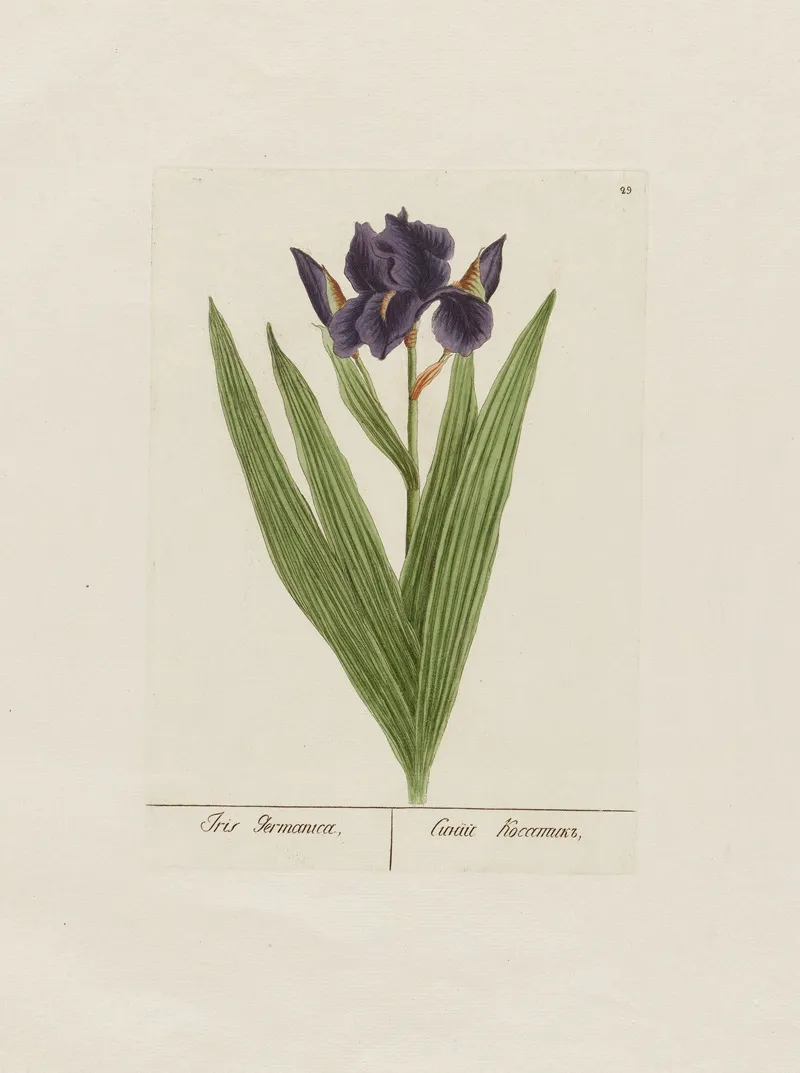 Iris Germanica Wall Art by Petr Martynovich Gofman - High-Resolution Digital Print