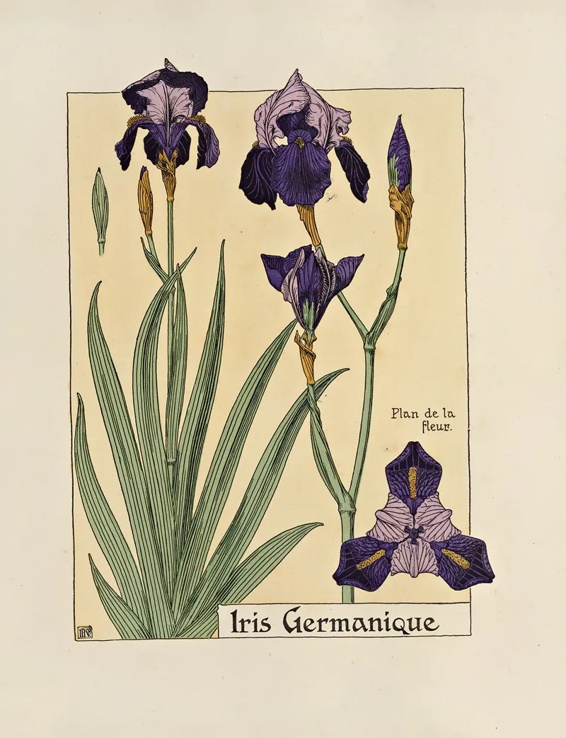 Iris Germanique Wall Art by Maurice Pillard Verneuil - High-Resolution Digital Print