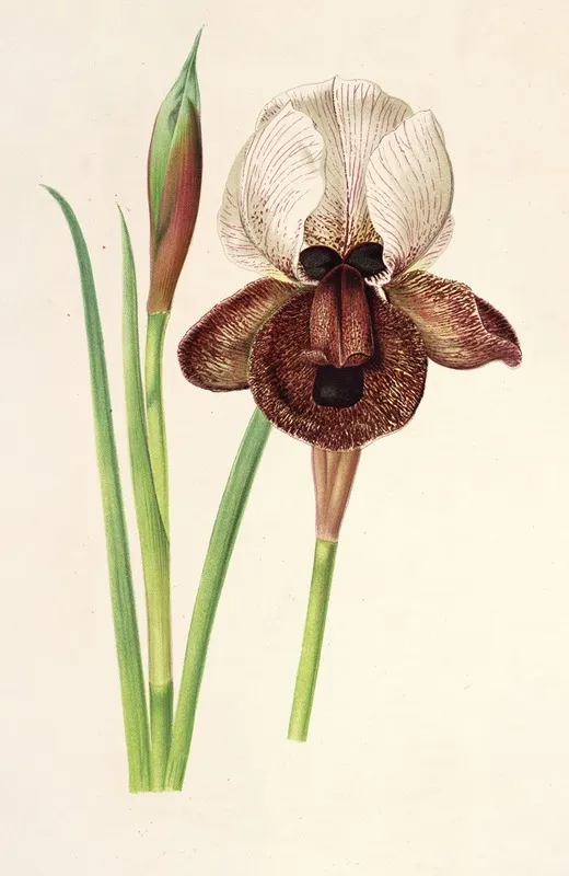 Iris Iberica Wall Art by Charles Antoine Lemaire - High-Resolution Digital Print