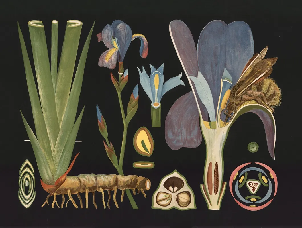 Iris Iris Germanica Wall Art by Gottlieb von Koch - High-Resolution Digital Print