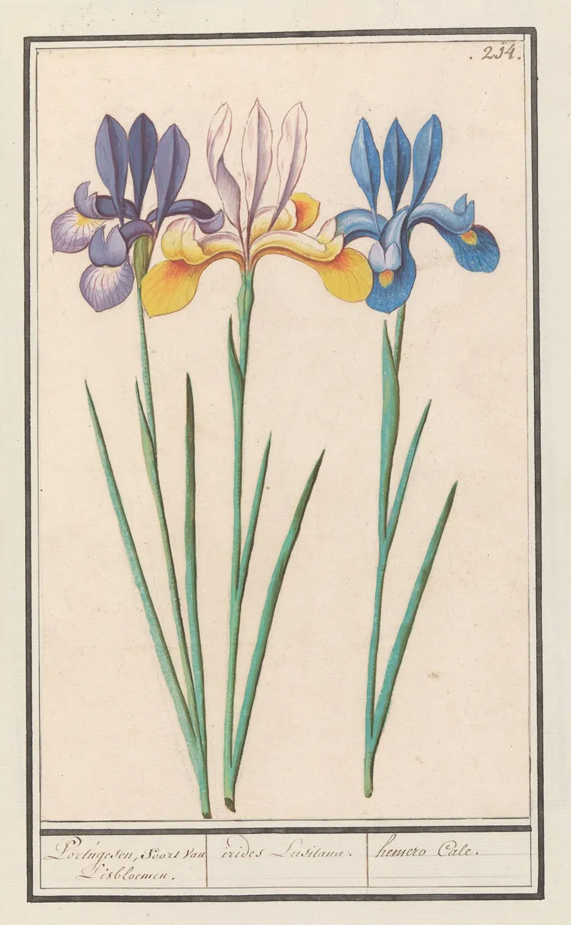Iris Iris Sibirica Wall Art by Anselmus Boëtius de Boodt - High-Resolution Digital Print