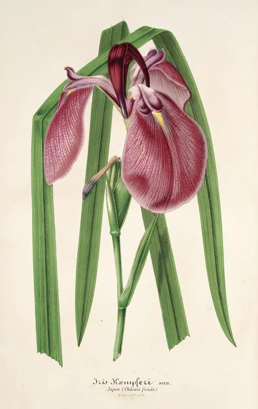 Iris Kaempferi Siebold Wall Art by Charles Antoine Lemaire - High-Resolution Digital Print