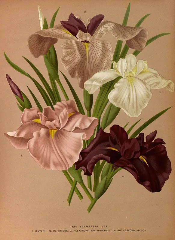 Iris Kaempferi Var Wall Art by Arentina Hendrica Arendsen - High-Resolution Digital Print