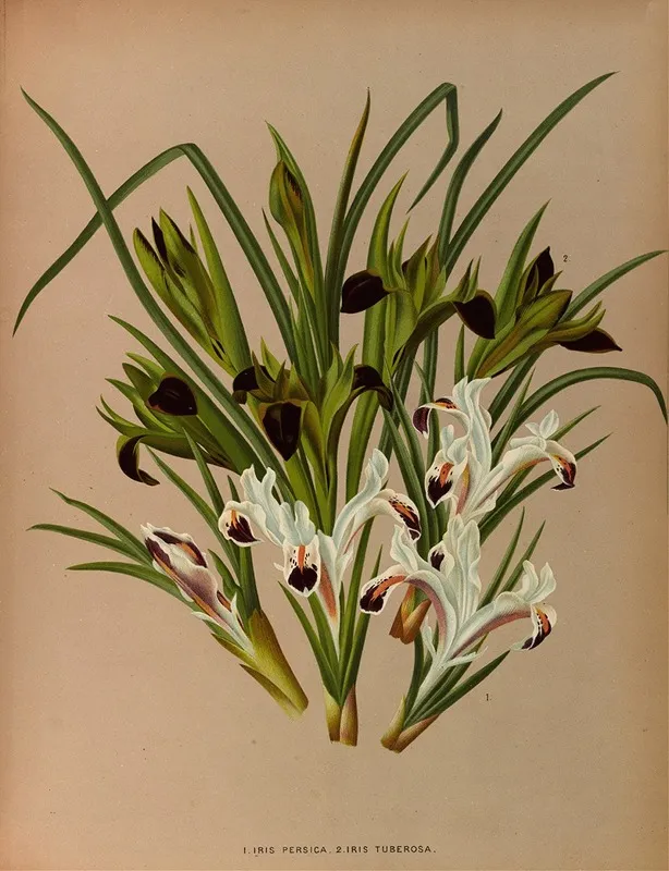Iris Persica 2 Iris Tuberosa Wall Art by Arentina Hendrica Arendsen - High-Resolution Digital Print