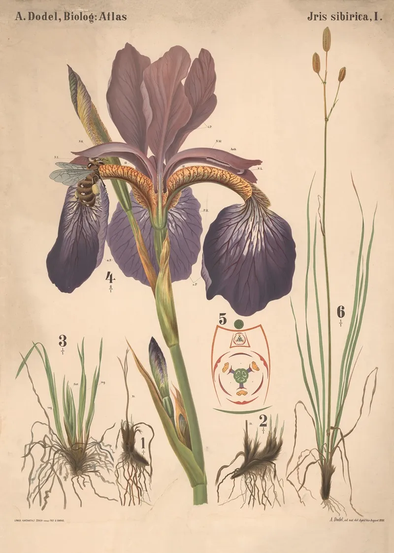 Iris Sibirica Pl 1 Wall Art by Arnold Dodel-Port - High-Resolution Digital Print
