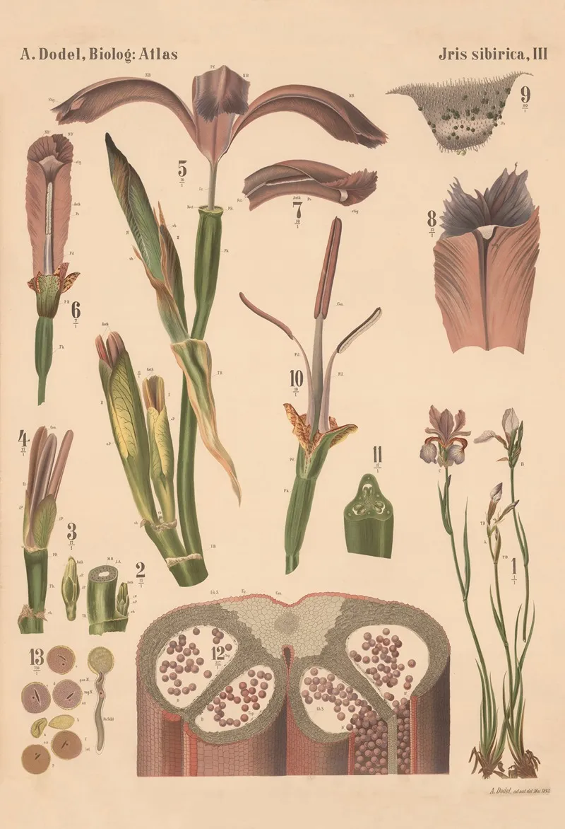 Iris Sibirica Pl 3 Wall Art by Arnold Dodel-Port - High-Resolution Digital Print