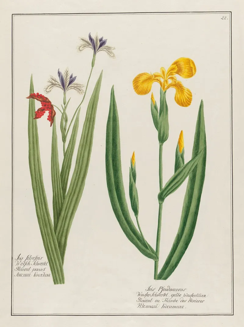 Iris Silvestris And Iris Pseudoacorus Wall Art by Petr Martynovich Gofman - High-Resolution Digital Print