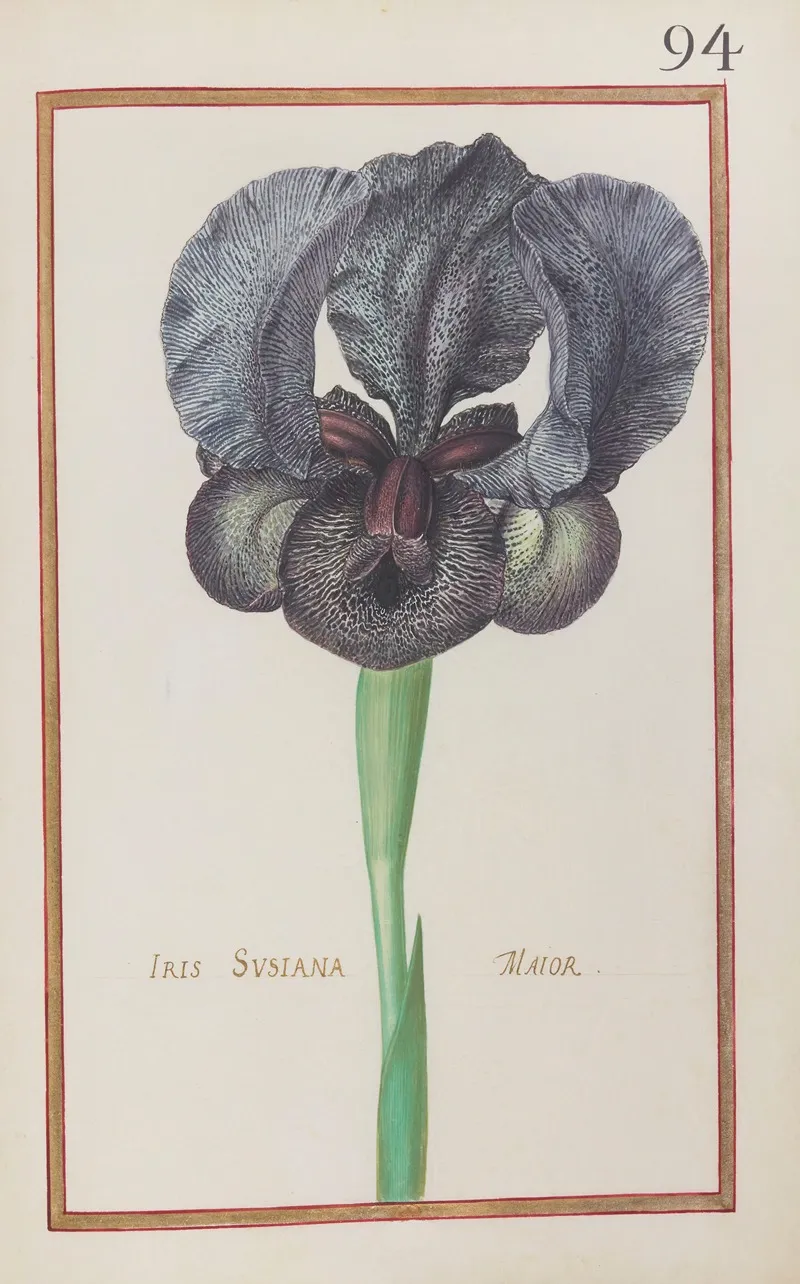 Iris Susiana Maior Wall Art by Daniel Rabel - High-Resolution Digital Print