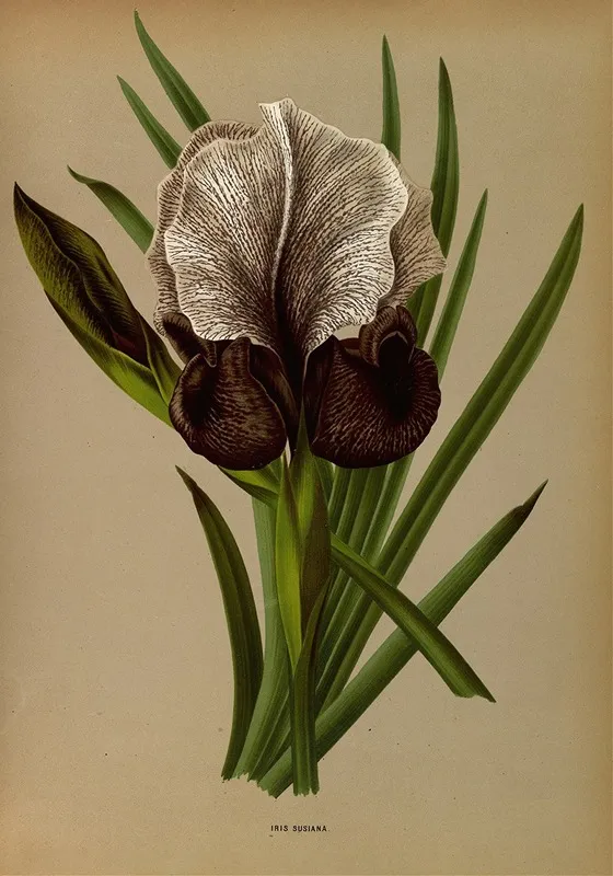 Iris Susiana Wall Art by Arentina Hendrica Arendsen - High-Resolution Digital Print