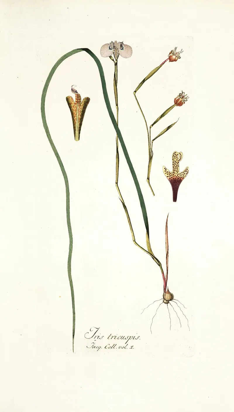 Iris Tricuspis Wall Art by Nikolaus Joseph Freiherr von Jacquin - High-Resolution Digital Print