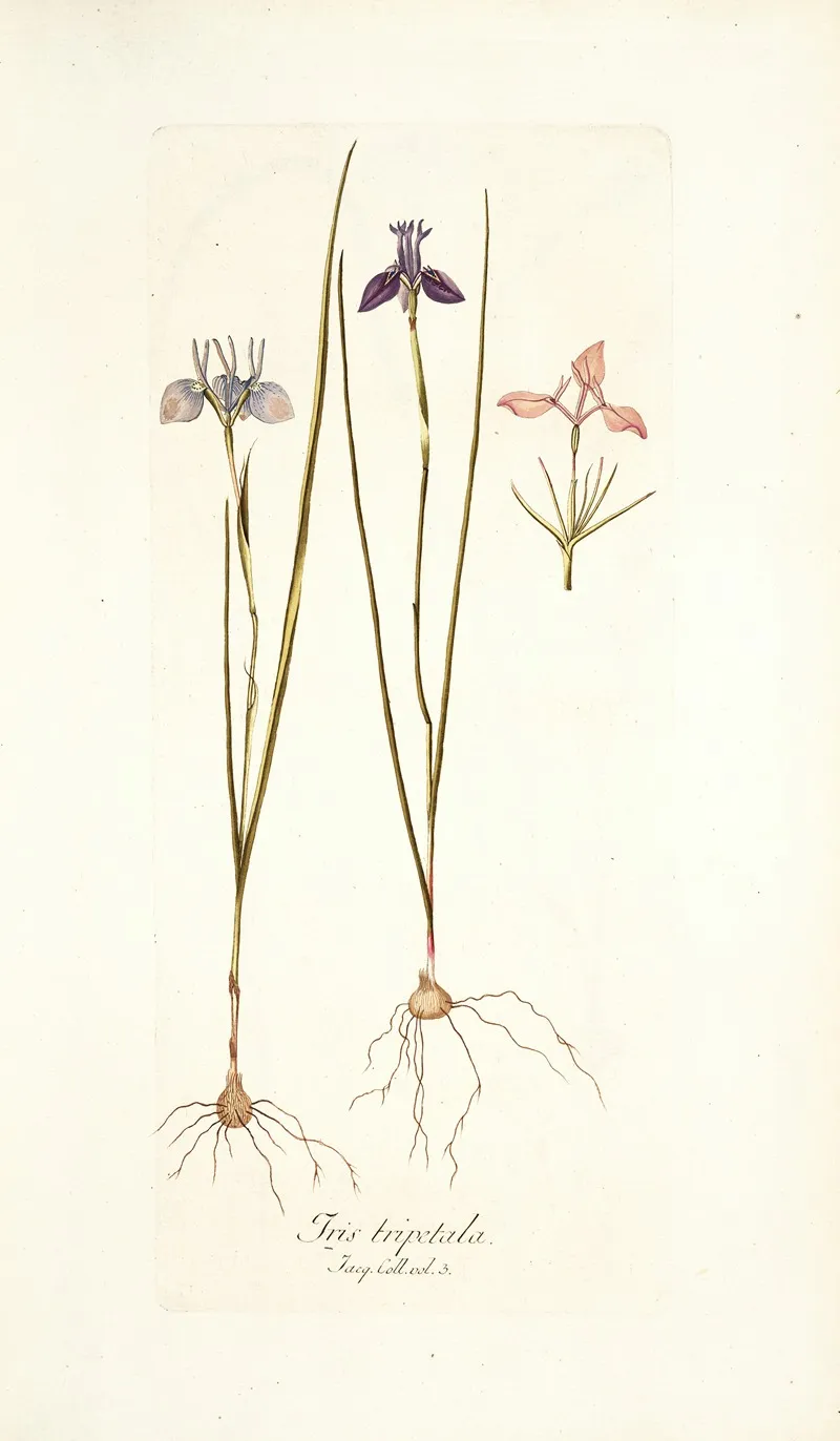 Iris Tripetala Wall Art by Nikolaus Joseph Freiherr von Jacquin - High-Resolution Digital Print