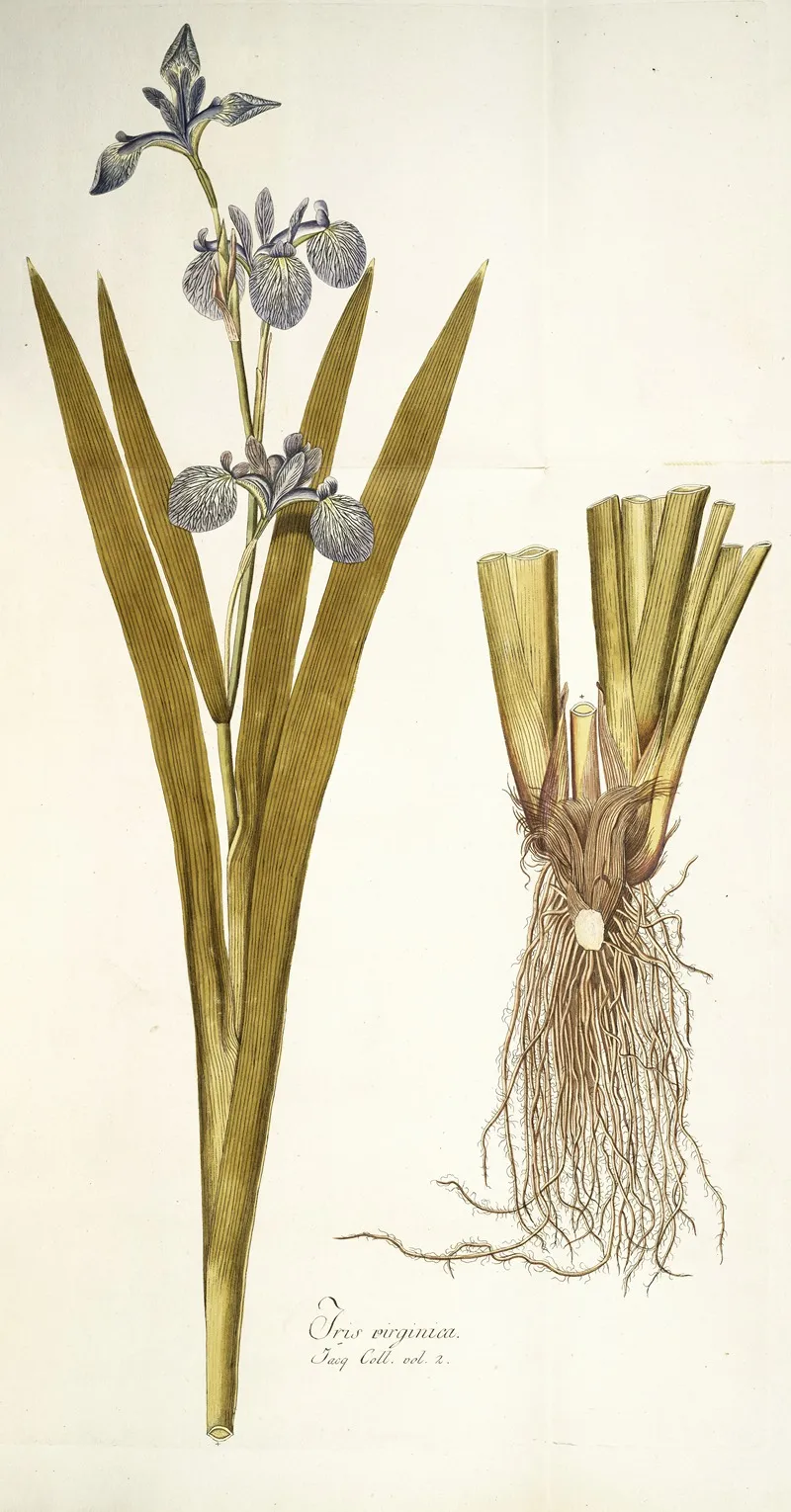 Iris Virginica Wall Art by Nikolaus Joseph Freiherr von Jacquin - High-Resolution Digital Print