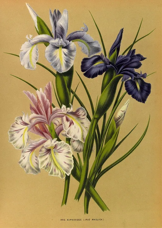 Iris Xiphioides Iris Anglica Wall Art by Arentina Hendrica Arendsen - High-Resolution Digital Print