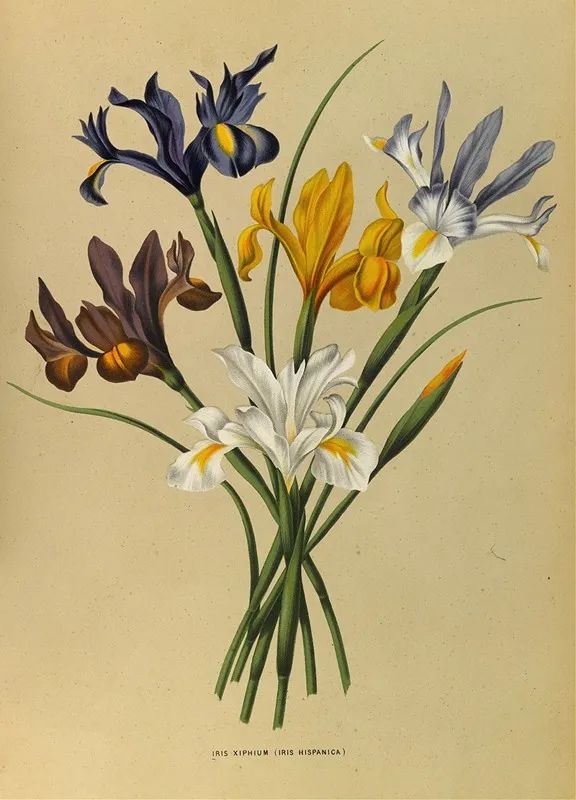 Iris Xiphium Iris Hispanica Wall Art by Arentina Hendrica Arendsen - High-Resolution Digital Print