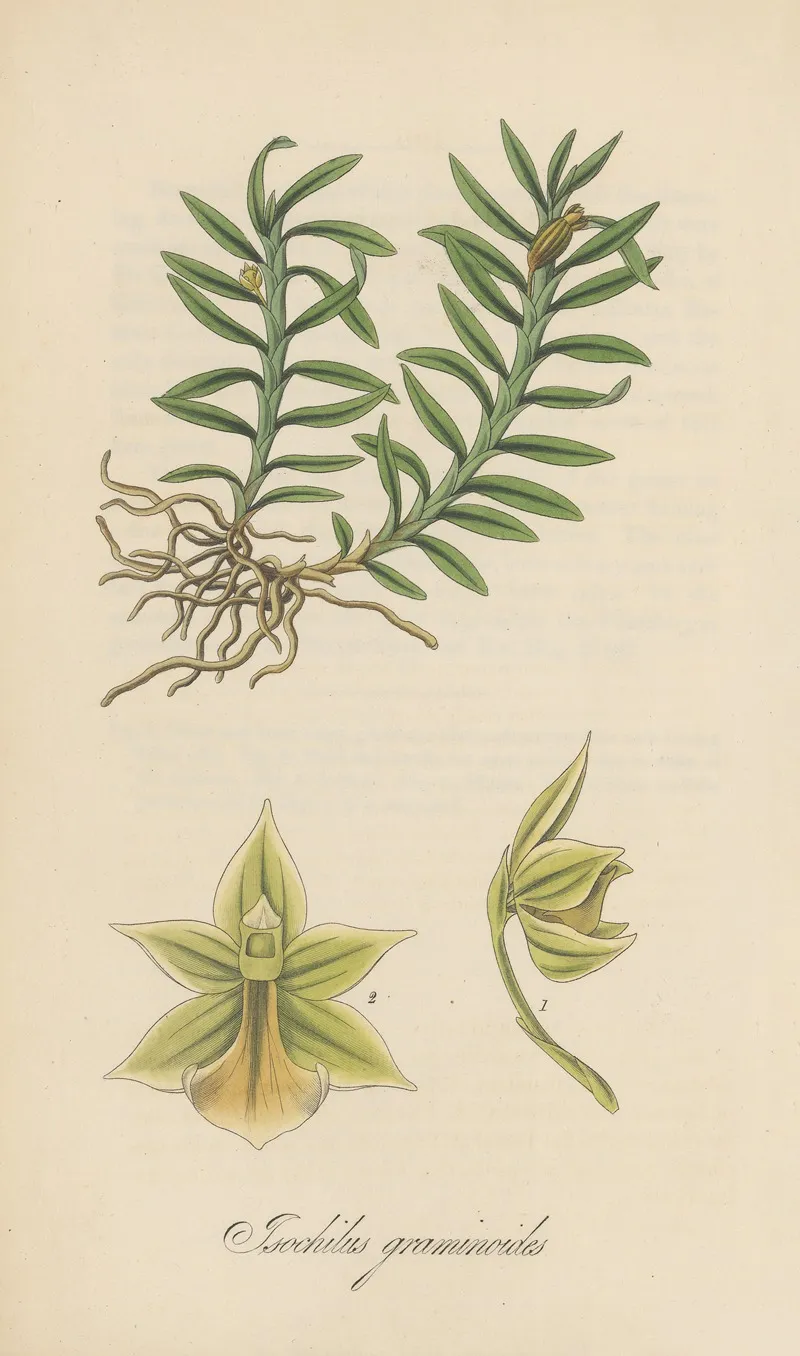 Isochilus Graminoides Wall Art by William Jackson Hooker - High-Resolution Digital Print