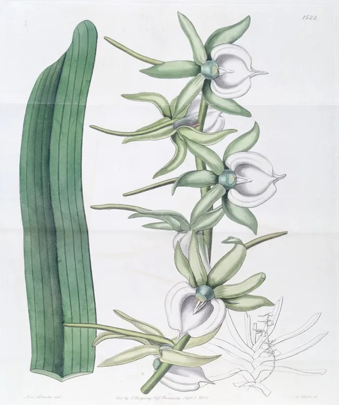 Ivory Angraecum Wall Art by Sydenham Edwards - High-Resolution Digital Print
