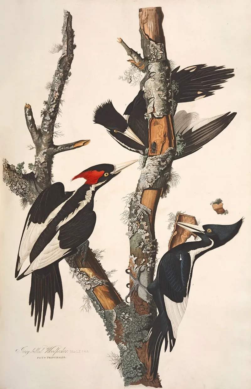 Ivory Billed Woodpecker 2 Wall Art by John James Audubon - High-Resolution Digital Print