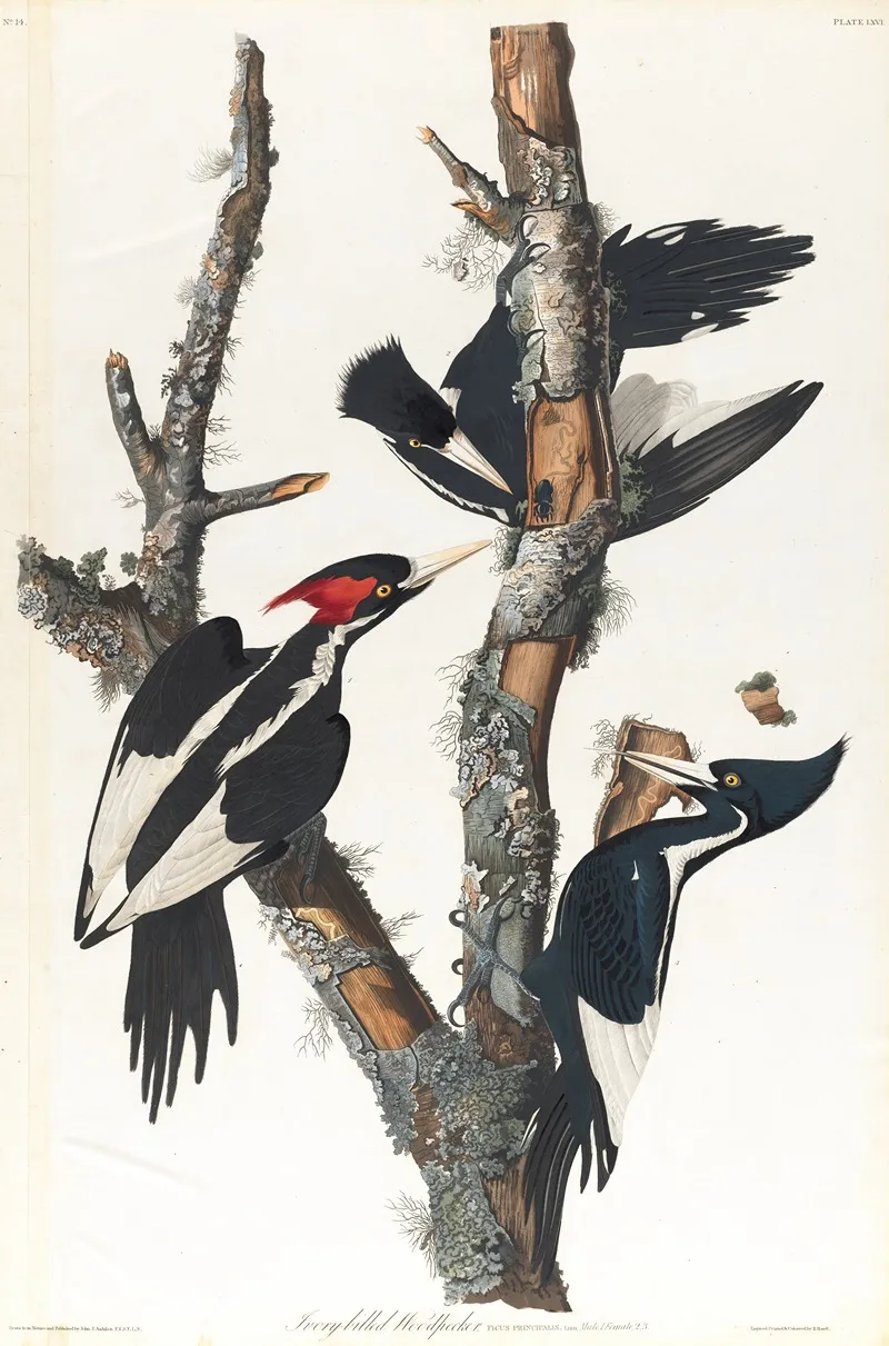 Ivory Billed Woodpecker Wall Art by John James Audubon - High-Resolution Digital Print
