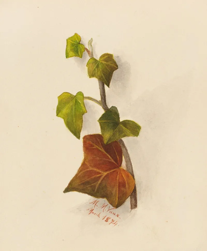 Ivy 2