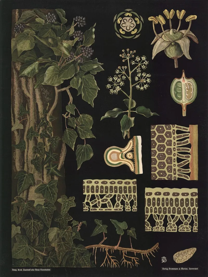 Ivy Hedera Helix Wall Art by Gottlieb von Koch - High-Resolution Digital Print
