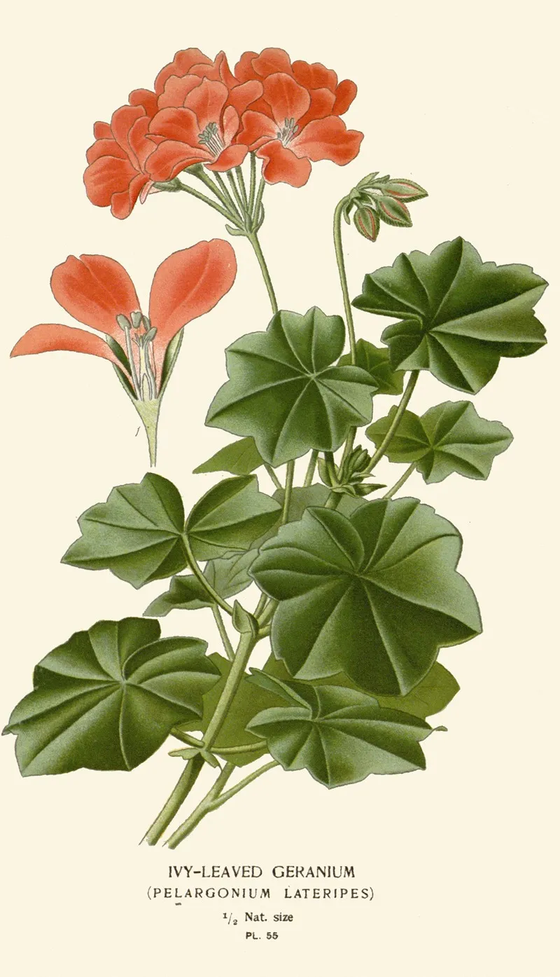 Ivy Leaved Geranium Wall Art by Edward Step - High-Resolution Digital Print