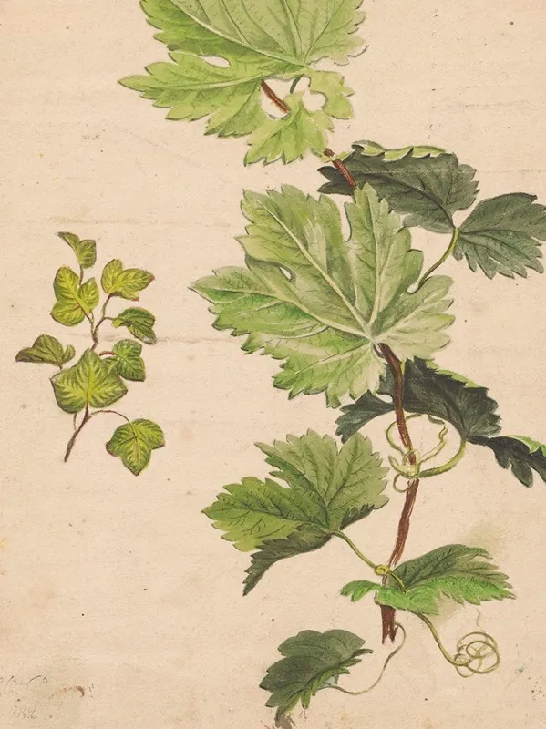 Ivy Twig And Grapevine Twig Wall Art by Henryka Beyer - High-Resolution Digital Print