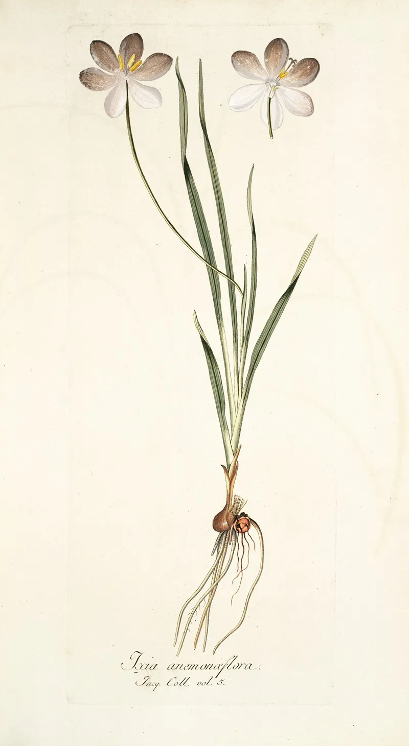 Ixia Aneaionaeflora Wall Art by Nikolaus Joseph Freiherr von Jacquin - High-Resolution Digital Print