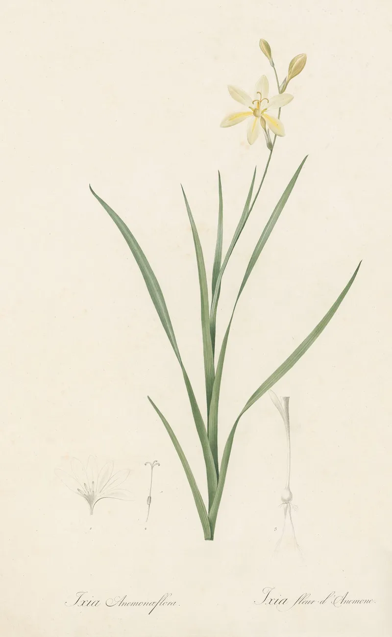 Ixia Anemonae Flora Wall Art by Pierre Joseph Redouté - High-Resolution Digital Print