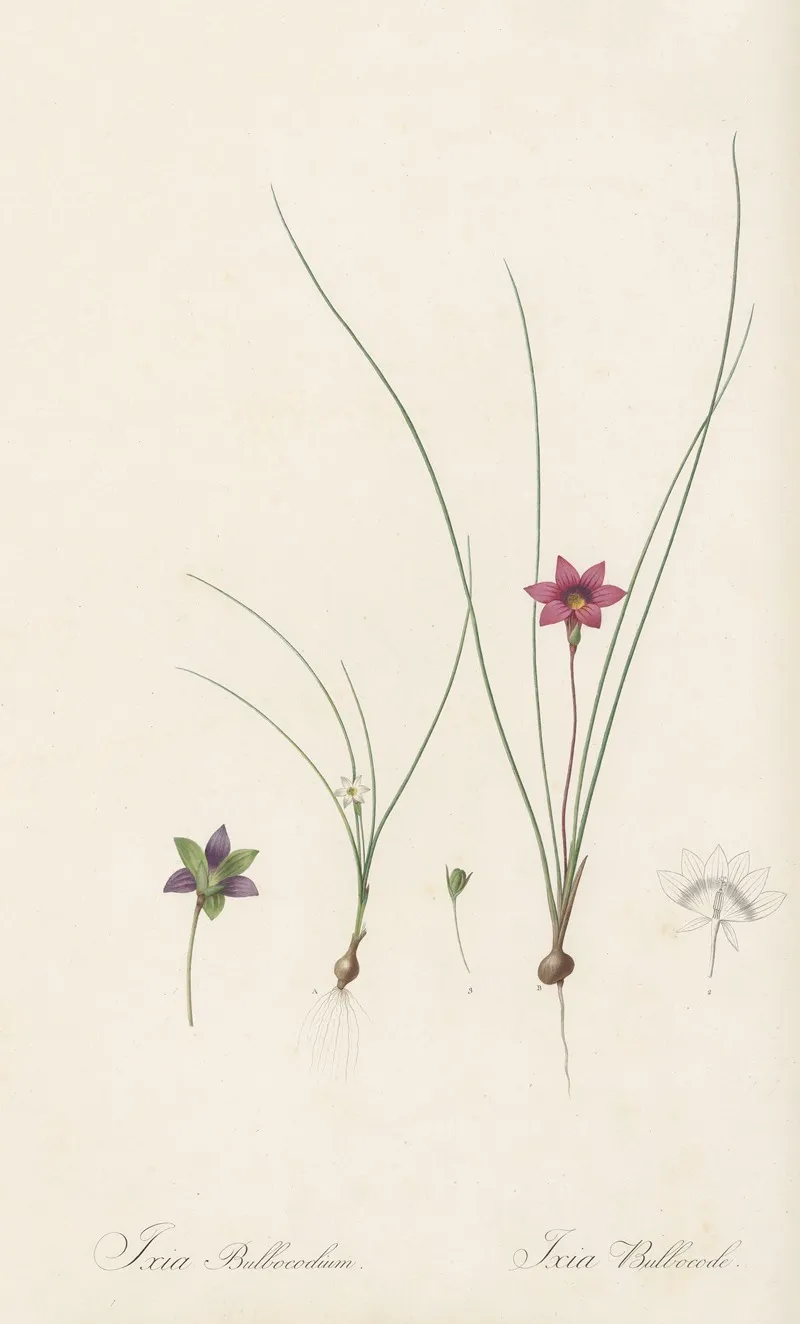 Ixia Bulbocodium 2 Wall Art by Pierre Joseph Redouté - High-Resolution Digital Print