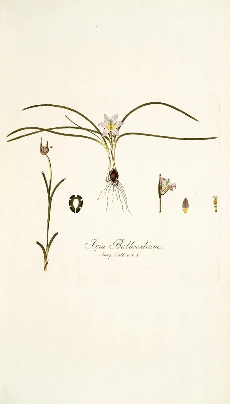 Ixia Bulbocodium Wall Art by Nikolaus Joseph Freiherr von Jacquin - High-Resolution Digital Print