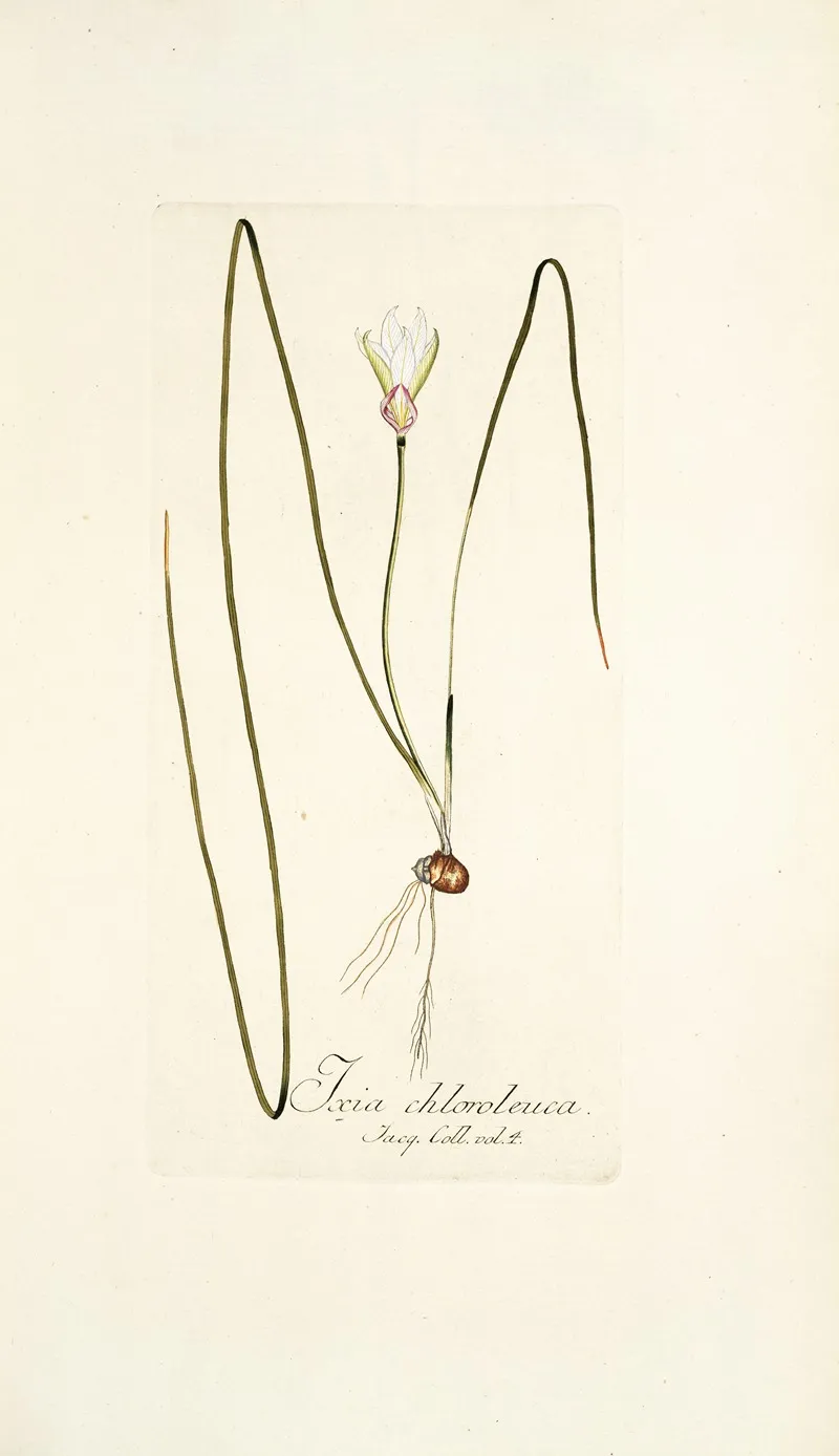 Ixia Chloroleuca Wall Art by Nikolaus Joseph Freiherr von Jacquin - High-Resolution Digital Print
