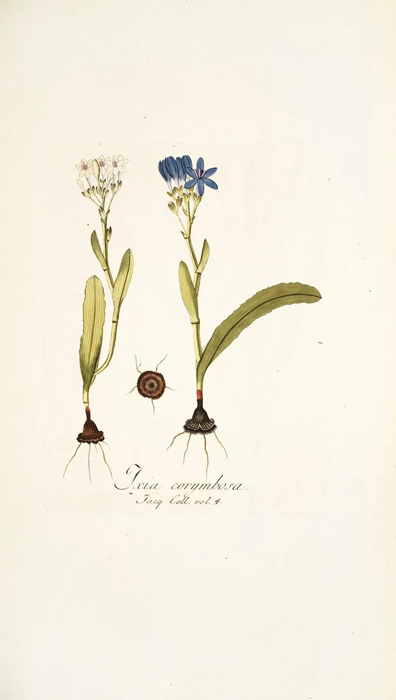 Ixia Corymbosa Wall Art by Nikolaus Joseph Freiherr von Jacquin - High-Resolution Digital Print