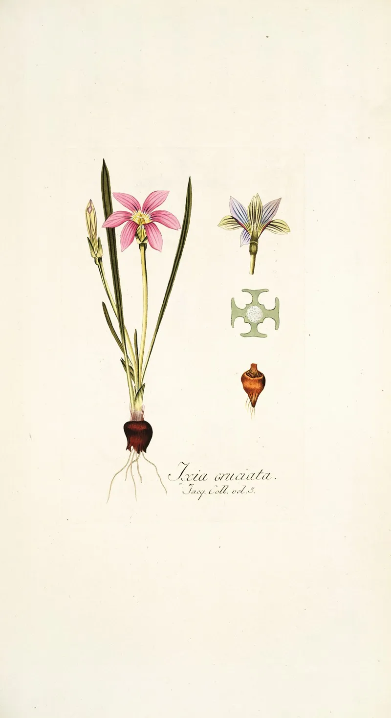 Ixia Cruciata Wall Art by Nikolaus Joseph Freiherr von Jacquin - High-Resolution Digital Print