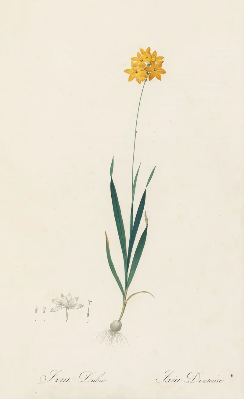 Ixia Dubia Wall Art by Pierre Joseph Redouté - High-Resolution Digital Print