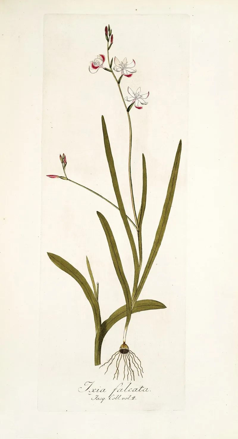 Ixia Falcata Wall Art by Nikolaus Joseph Freiherr von Jacquin - High-Resolution Digital Print