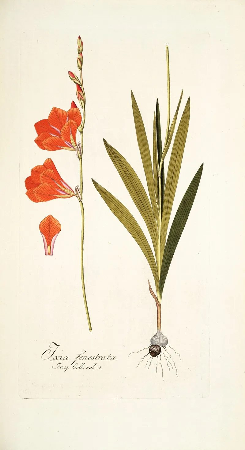 Ixia Fenestrata Wall Art by Nikolaus Joseph Freiherr von Jacquin - High-Resolution Digital Print