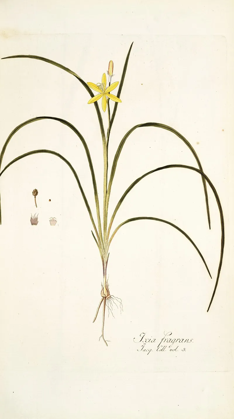Ixia Fragrans Wall Art by Nikolaus Joseph Freiherr von Jacquin - High-Resolution Digital Print