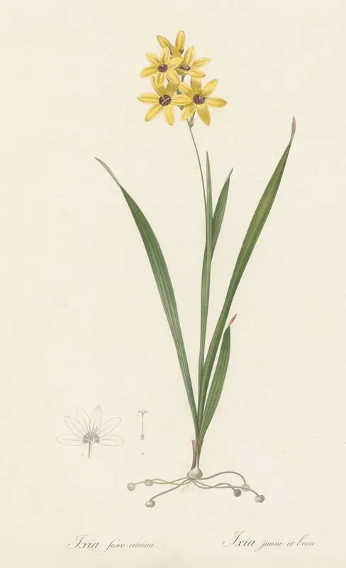 Ixia Fusco Citrina Wall Art by Pierre Joseph Redouté - High-Resolution Digital Print