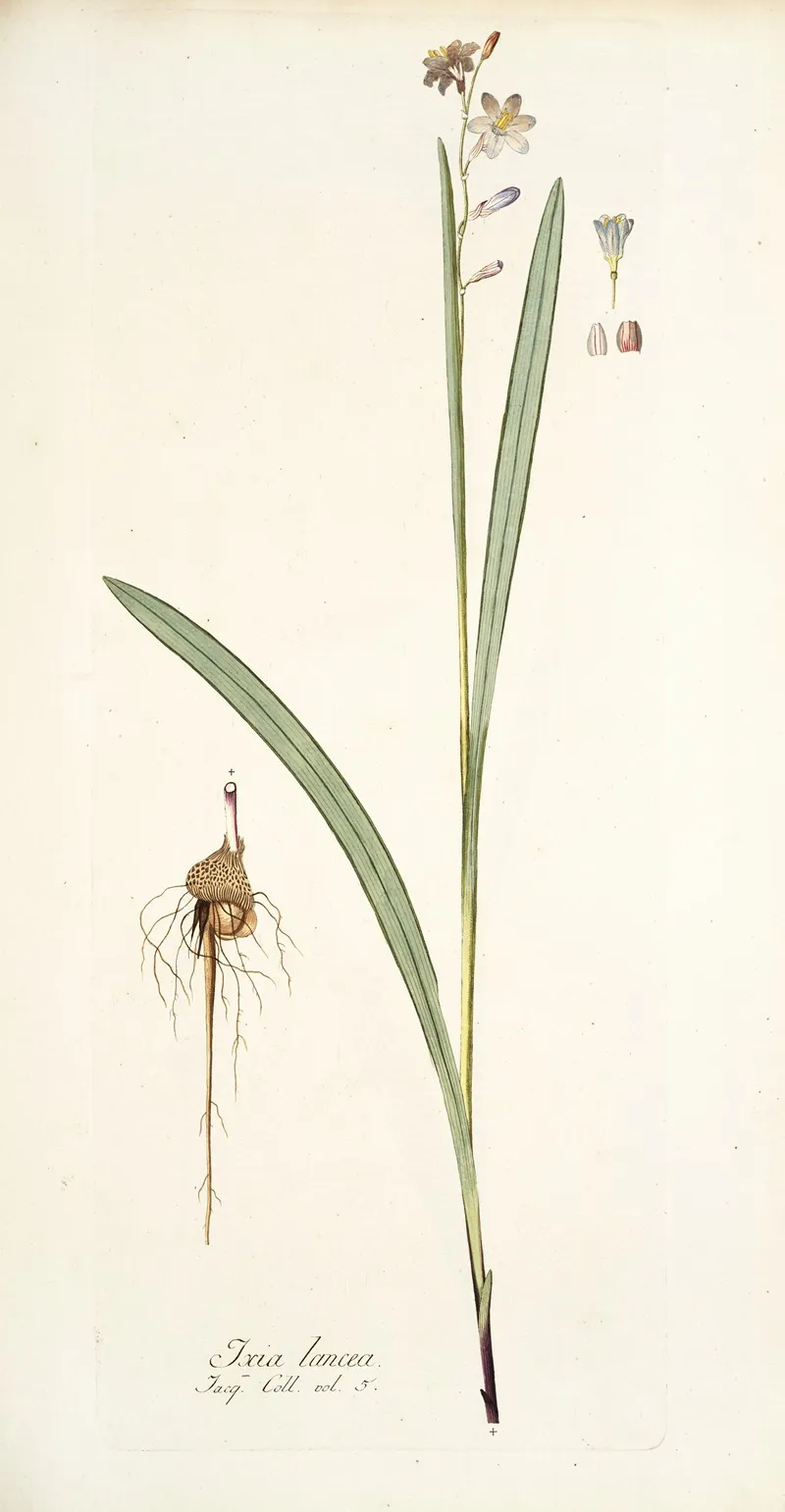 Ixia Lancea Wall Art by Nikolaus Joseph Freiherr von Jacquin - High-Resolution Digital Print