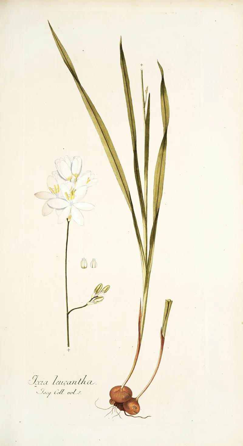 Ixia Leucantha Wall Art by Nikolaus Joseph Freiherr von Jacquin - High-Resolution Digital Print