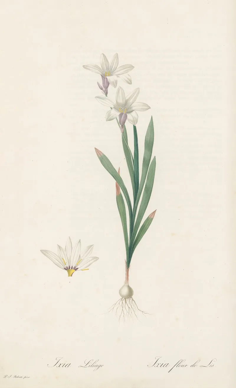 Ixia Liliago Wall Art by Pierre Joseph Redouté - High-Resolution Digital Print