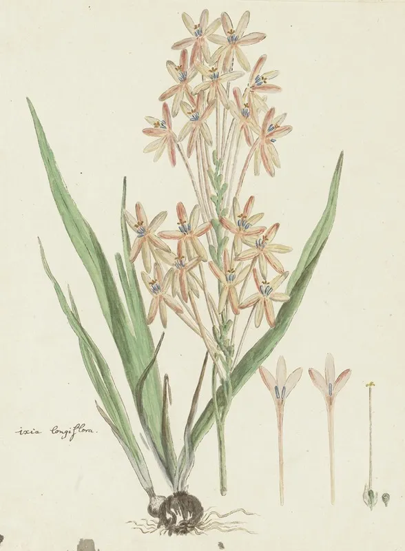 Ixia Paniculata D Delaroche Wall Art by Robert Jacob Gordon - High-Resolution Digital Print