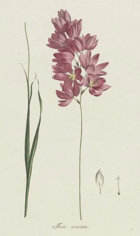 Ixia Patens Aiton Wall Art by Hendrik Schwegman - High-Resolution Digital Print