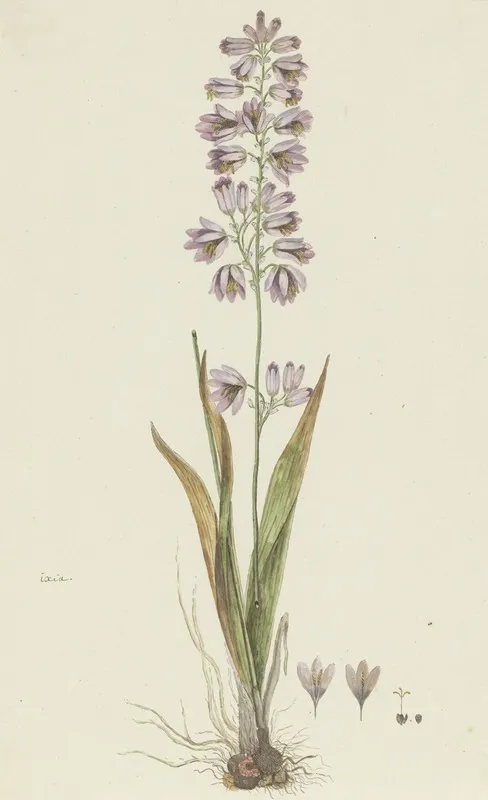 Ixia Polystachya L Cornlily Wall Art by Robert Jacob Gordon - High-Resolution Digital Print