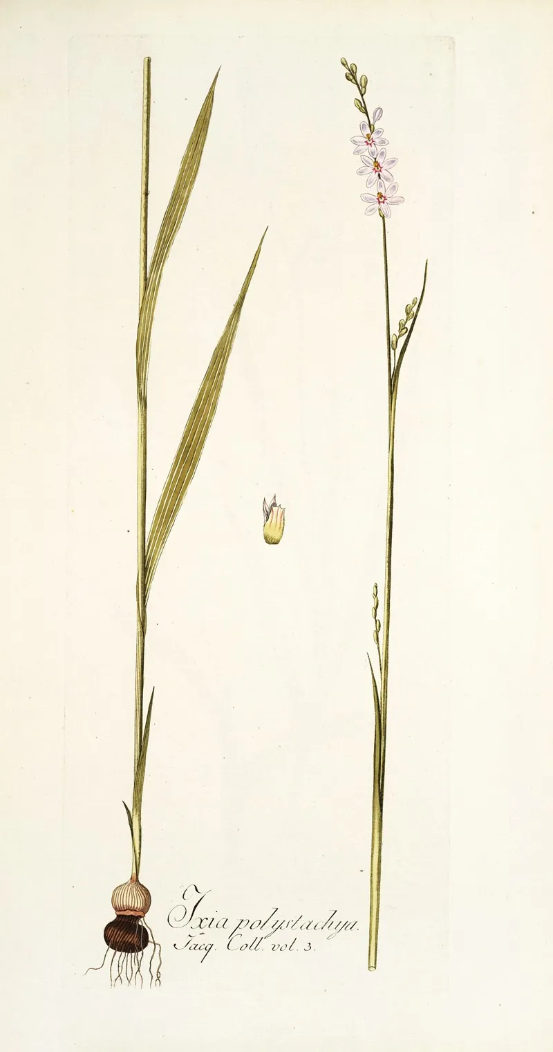 Ixia Polystachya Wall Art by Nikolaus Joseph Freiherr von Jacquin - High-Resolution Digital Print