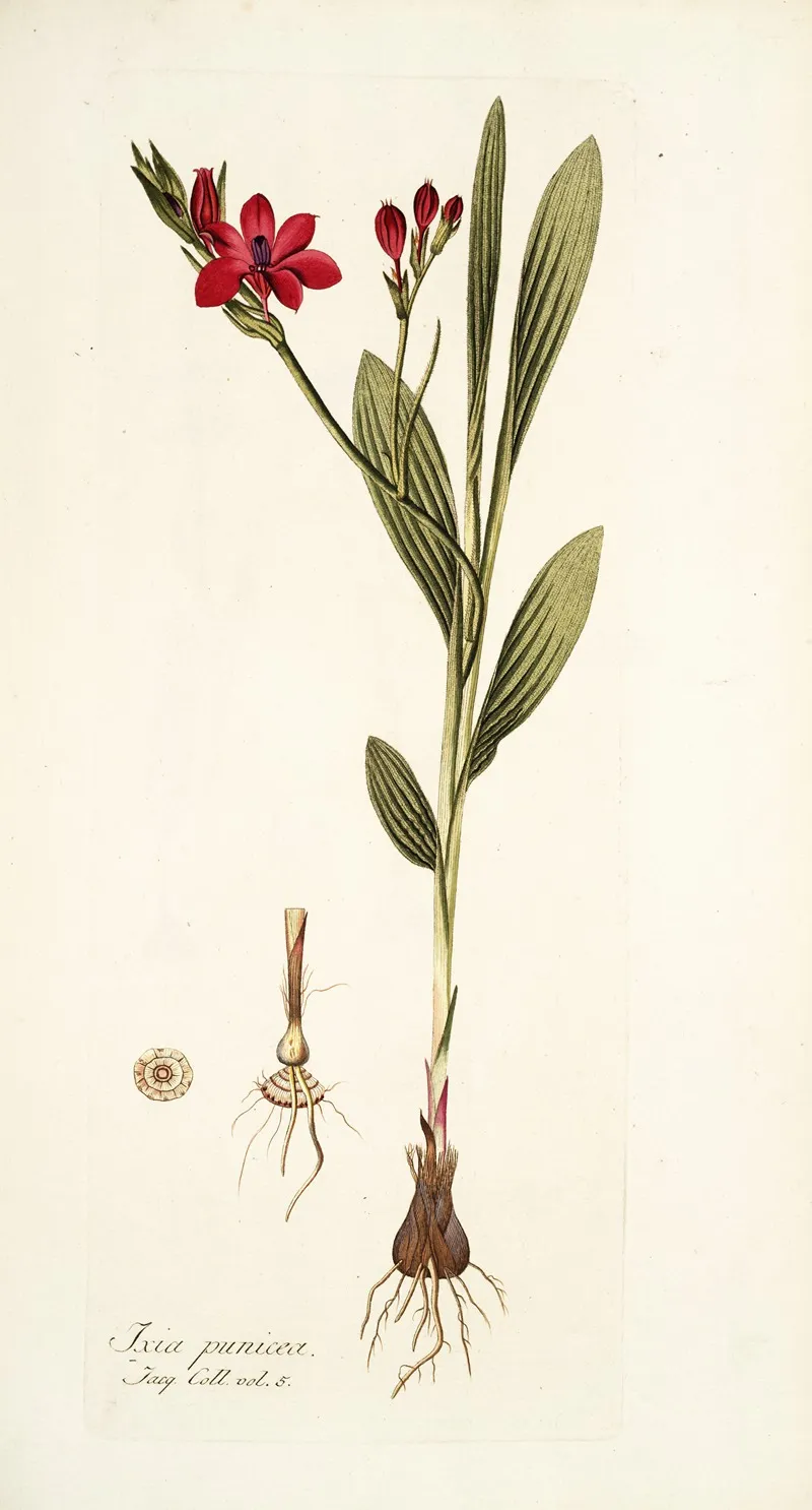 Ixia Punicea Wall Art by Nikolaus Joseph Freiherr von Jacquin - High-Resolution Digital Print