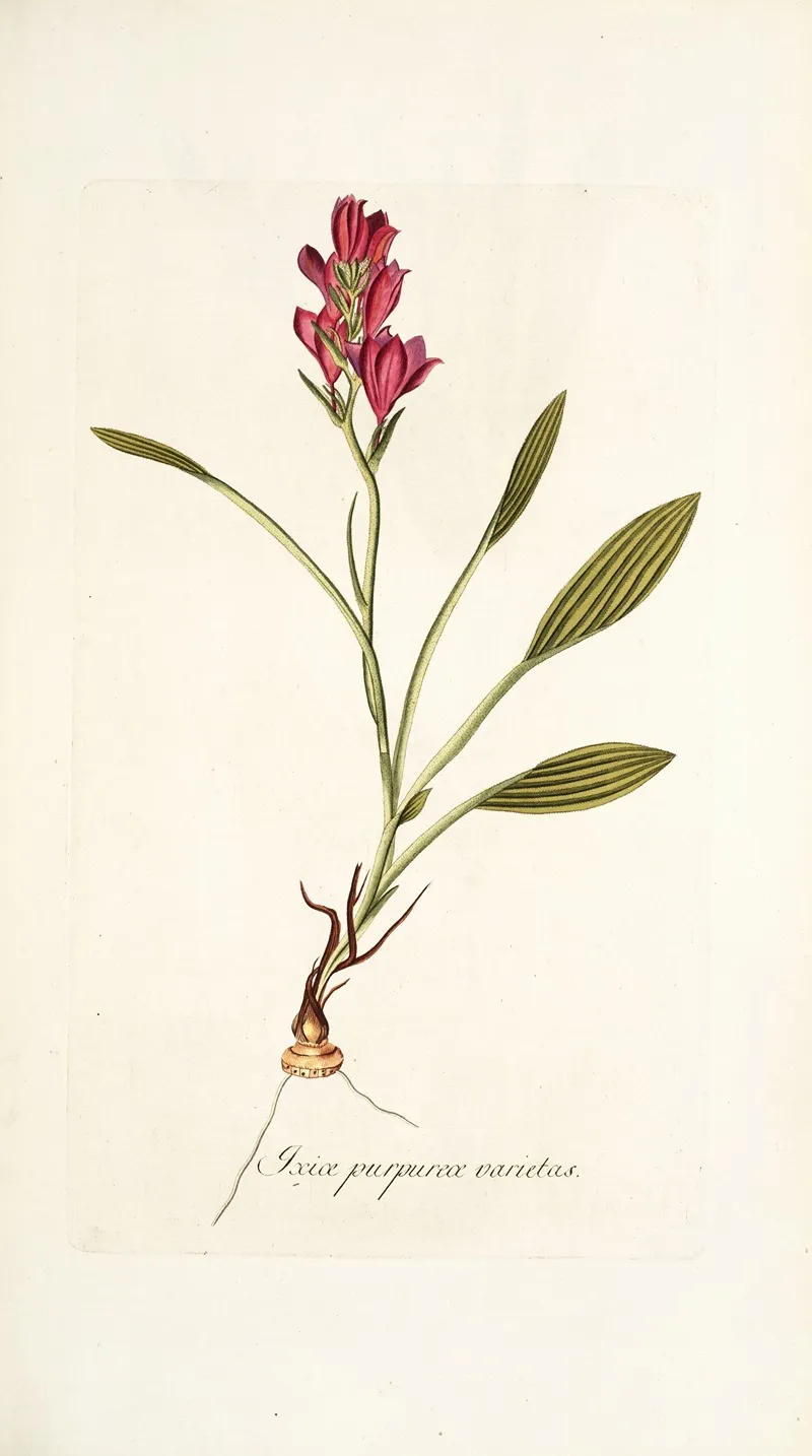 Ixia Purpurea Varietas Wall Art by Nikolaus Joseph Freiherr von Jacquin - High-Resolution Digital Print