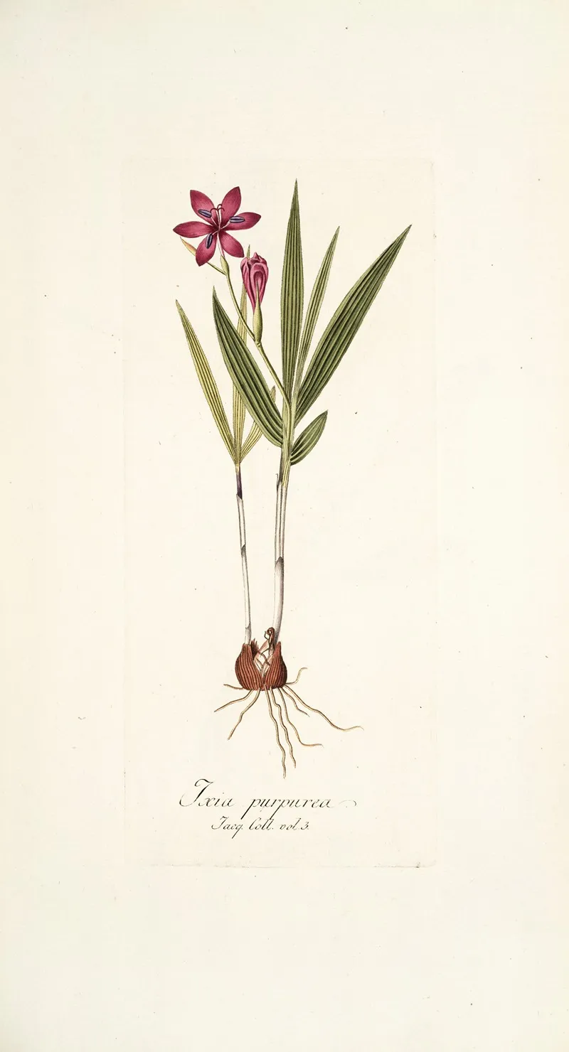 Ixia Purpurea Wall Art by Nikolaus Joseph Freiherr von Jacquin - High-Resolution Digital Print